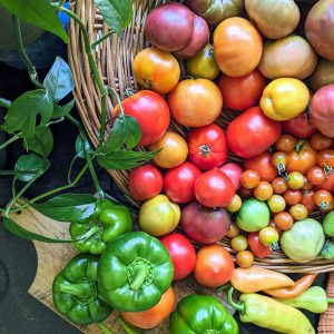 harvest